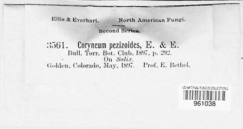 Coryneum pezizoides image
